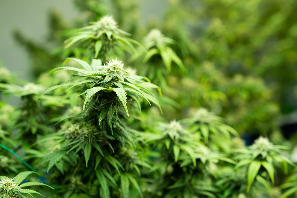 Close-up of cannabis plants in an indoor grow operation.