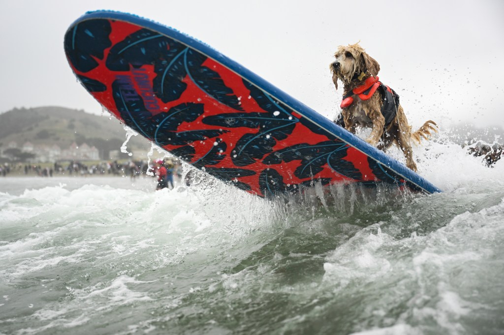 Dog surfing in a competition.