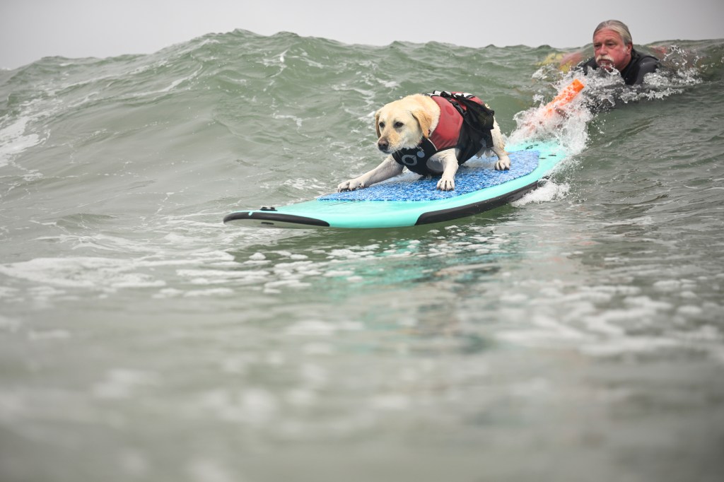 A dog surfing on a teal surfboard with a person in the water.