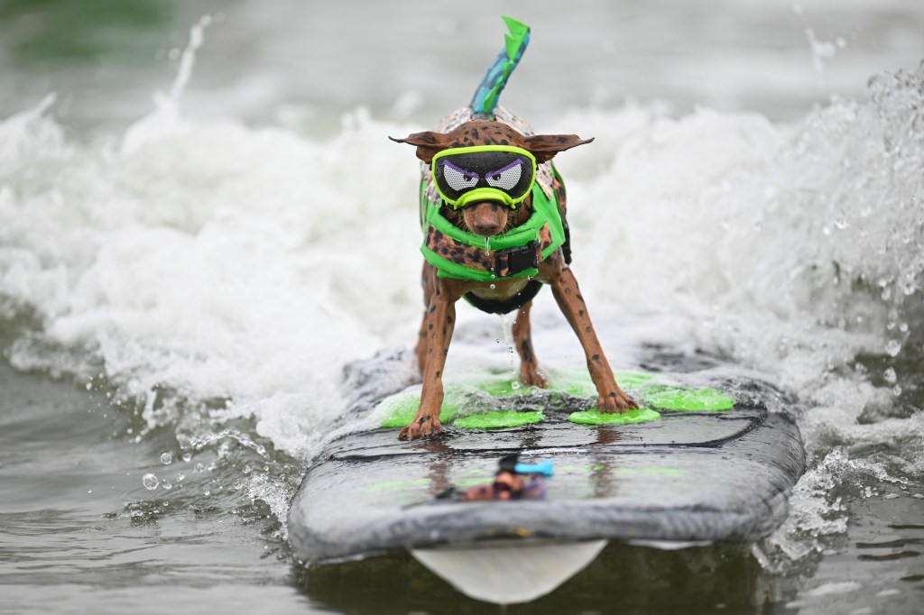 Dog surfing in a competition.