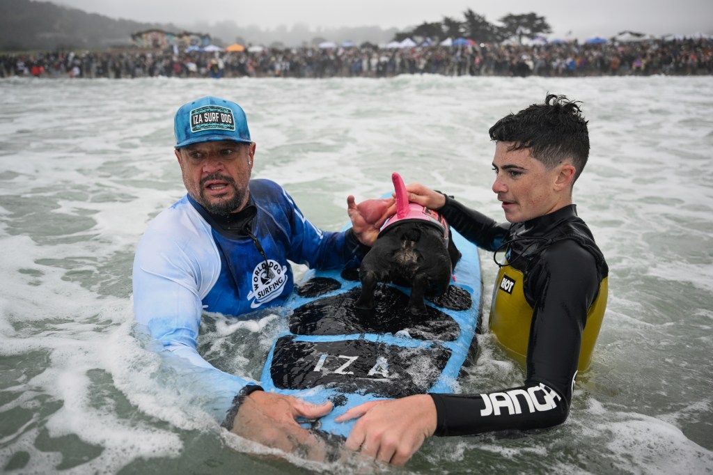 Dog surfing competition.