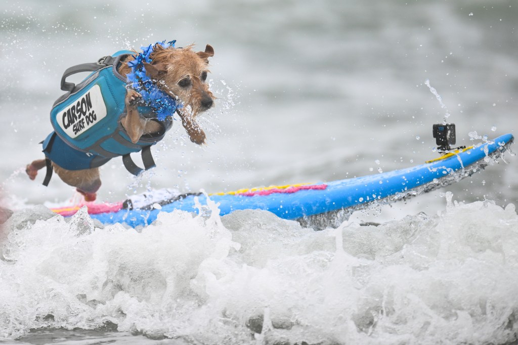 Dog surfing at a competition.