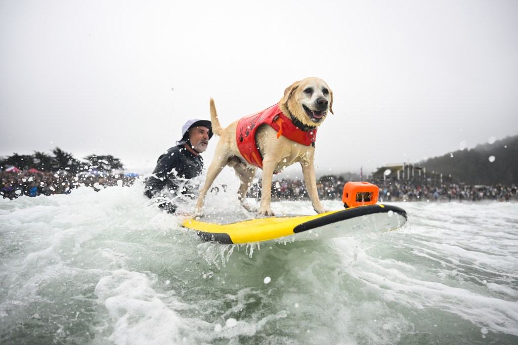 Dog surfing in a competition.