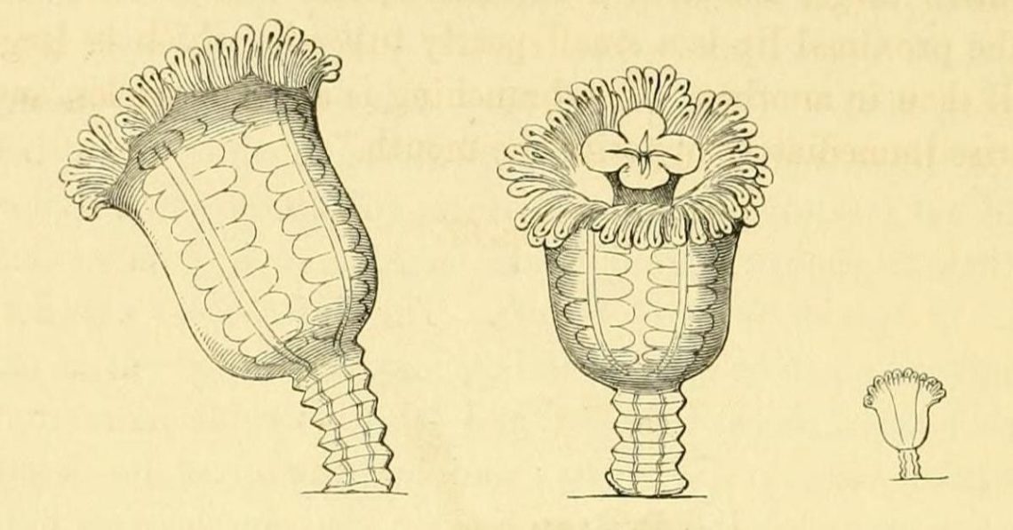 A Tourist Just Found a Jellyfish That Was ‘Extinct’ for 50 Years
