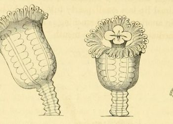 A Tourist Just Found a Jellyfish That Was ‘Extinct’ for 50 Years