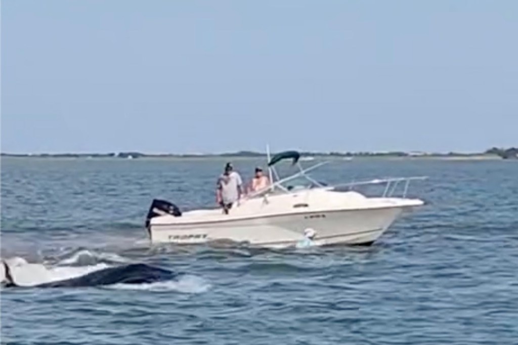 Minke whale tipping a boat in Barnegat Bay.