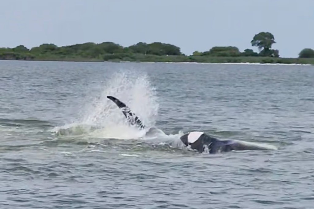 Minke whale interacting with a boat in Barnegat Bay.