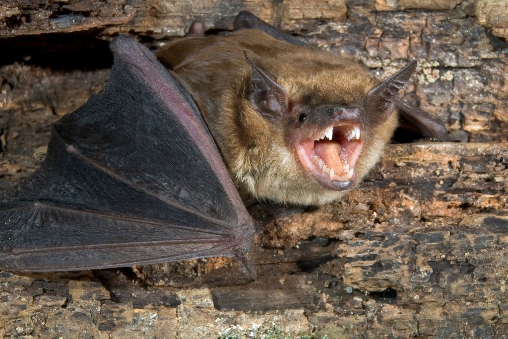 Close-up portrait of a big brown bat with its mouth open.