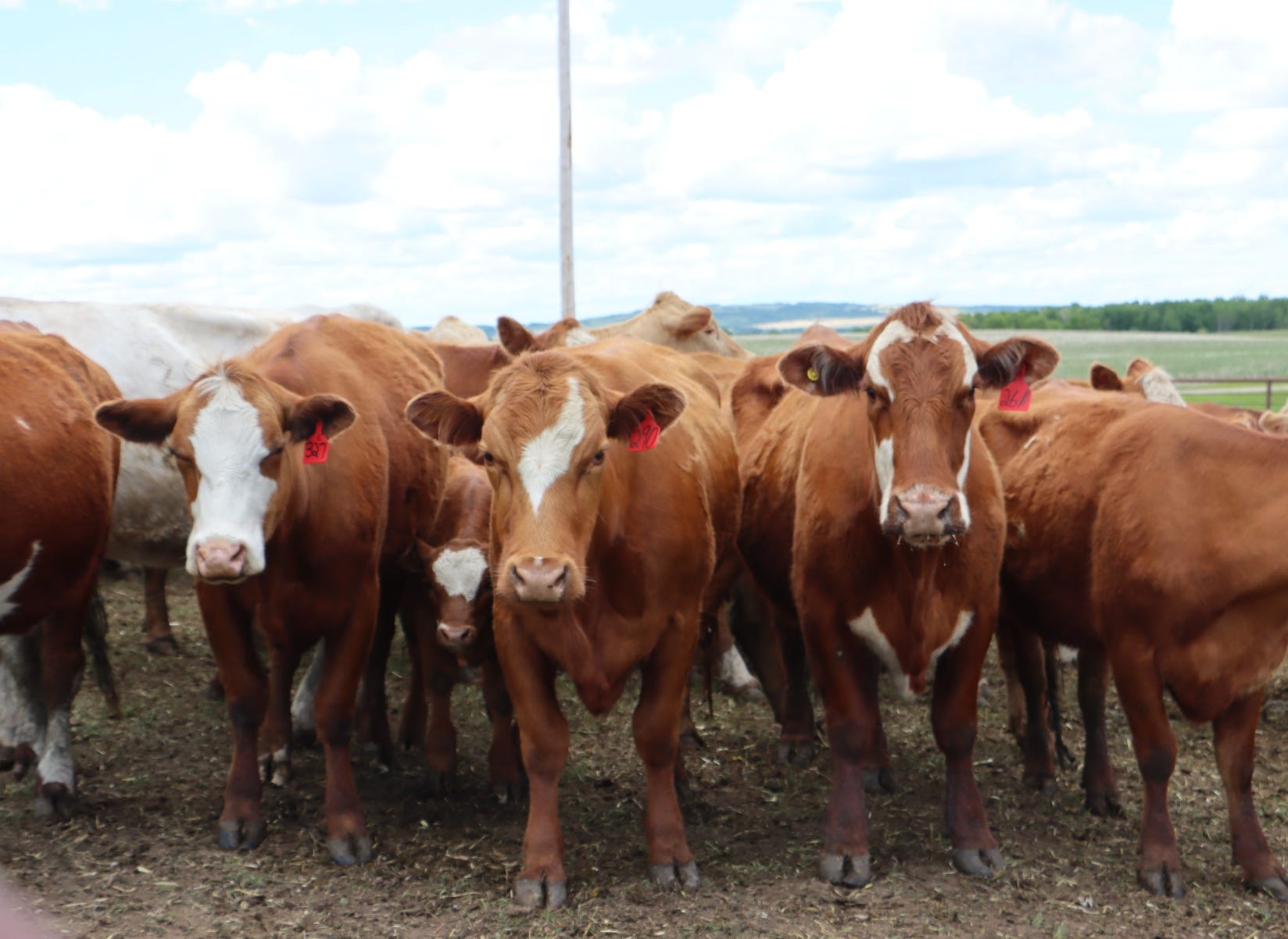 The cows on the writer's farm in Canada.