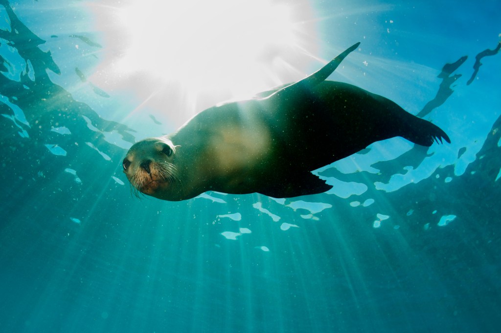 Sea lion swimming underwater, looking at the camera.