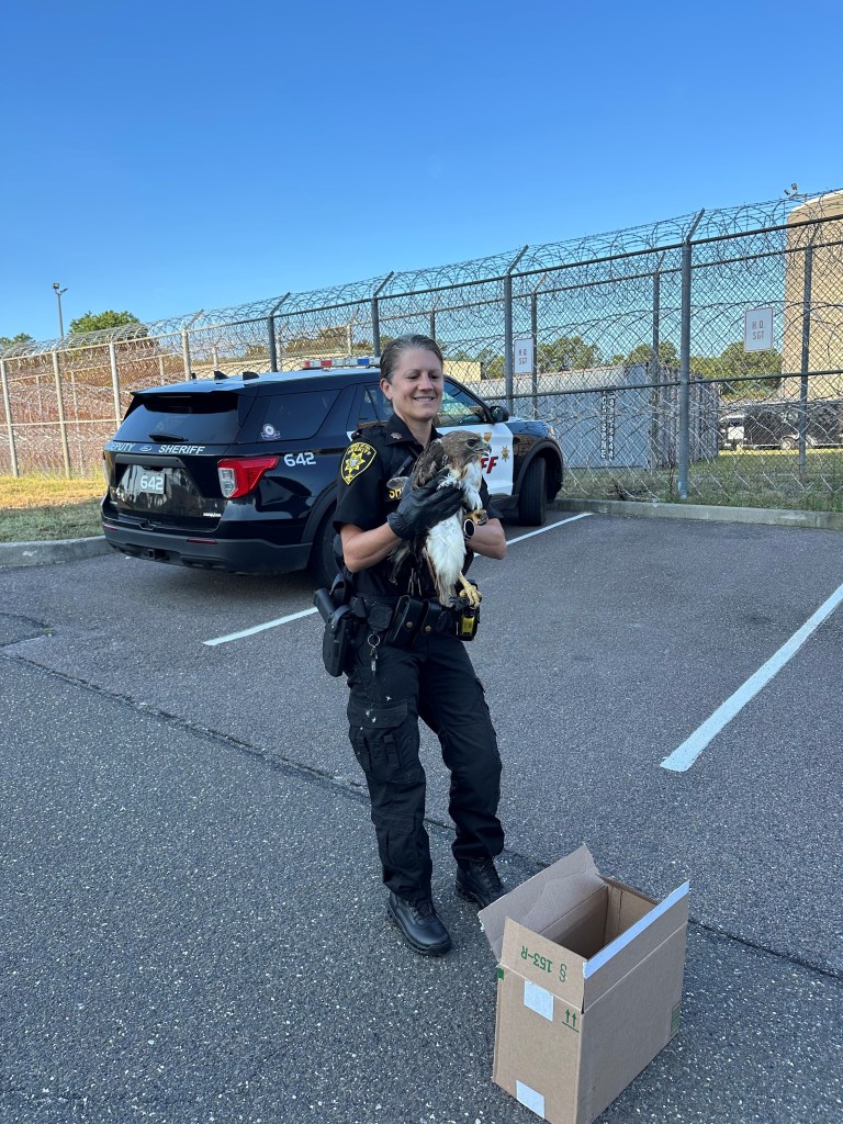 A Suffolk County deputy sheriff holding a rescued red-tailed hawk.