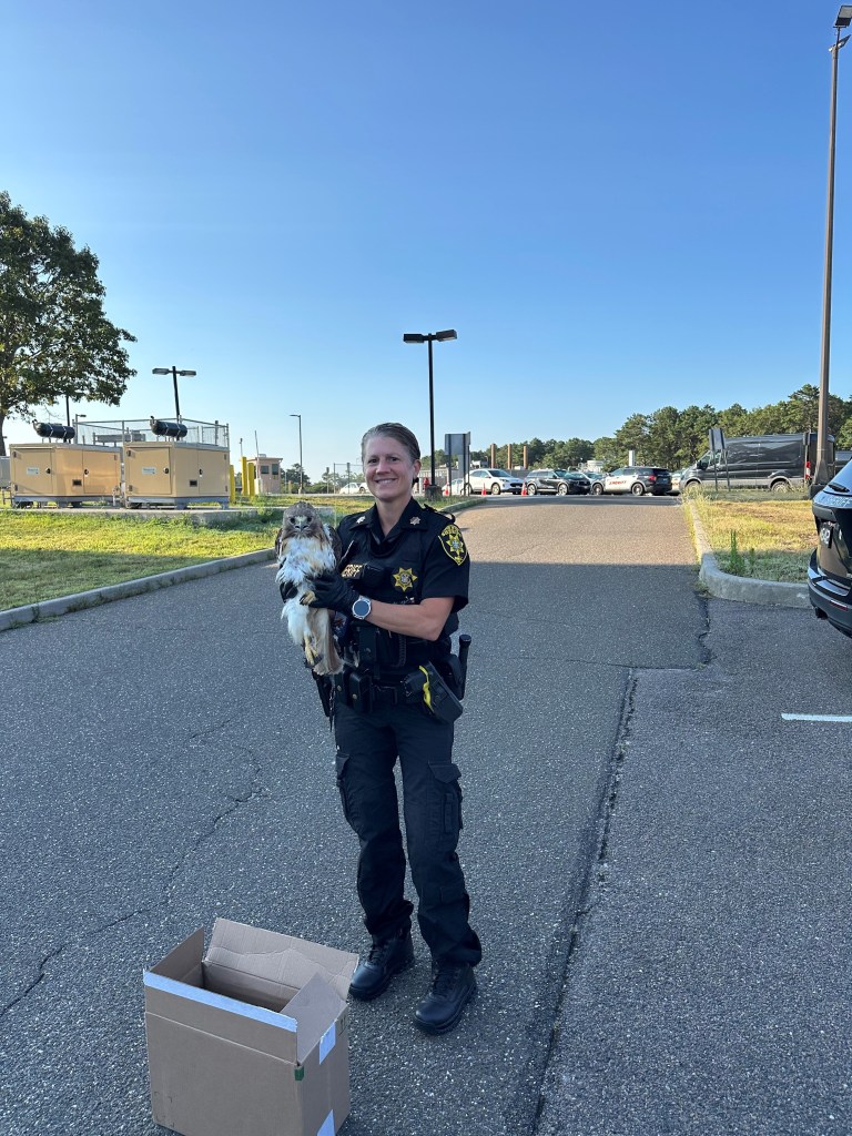 A Suffolk County deputy sheriff holding a rescued red-tailed hawk.