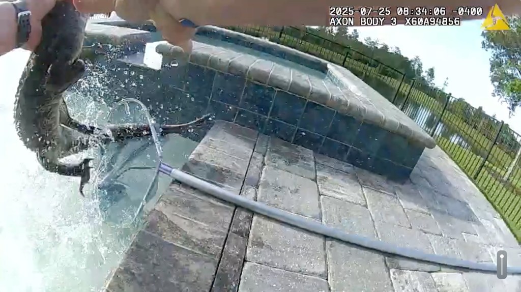 Screenshot of a person removing an alligator from a pool.