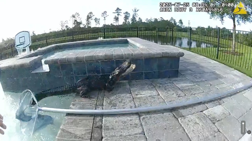 Alligator in a pool.