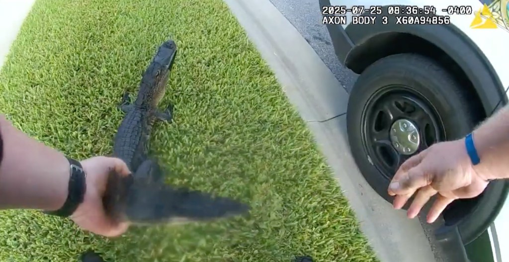 Person holding a small alligator on the grass.