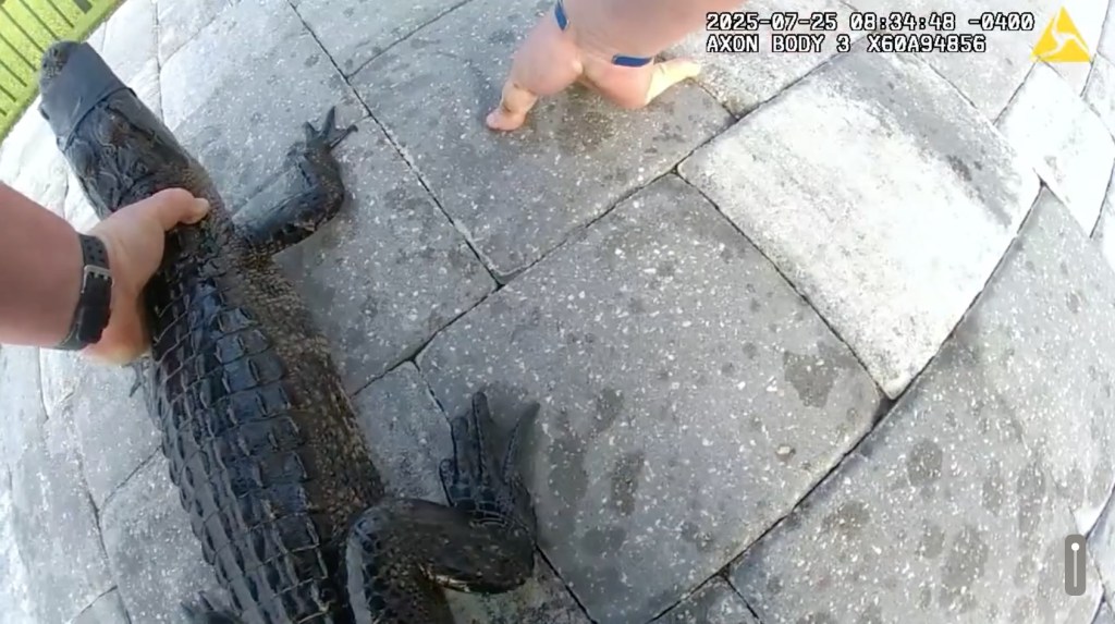 Screenshot of a person holding a small alligator.