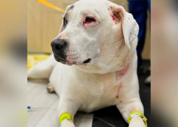 VIDEO — ‘Beautiful Little Hero!’: Dog Fights Two Bears to Save Canine Friend