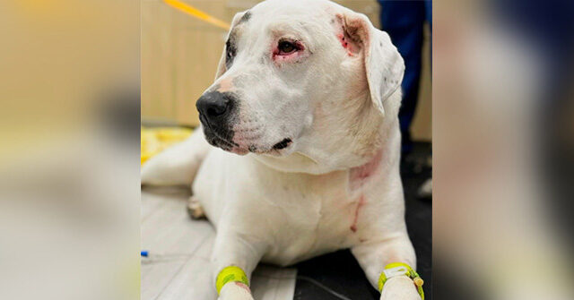 VIDEO — ‘Beautiful Little Hero!’: Dog Fights Two Bears to Save Canine Friend