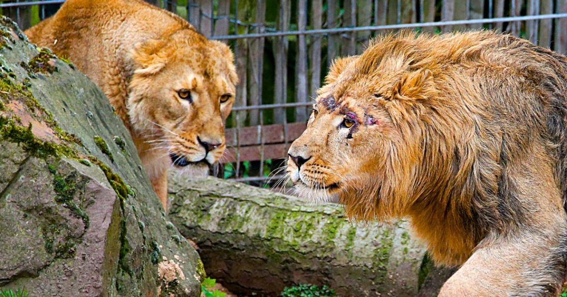 This Zoo Is Looking for Volunteers—to Feed Their Pets to a Lion