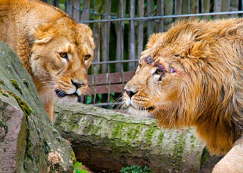 This Zoo Is Looking for Volunteers—to Feed Their Pets to a Lion