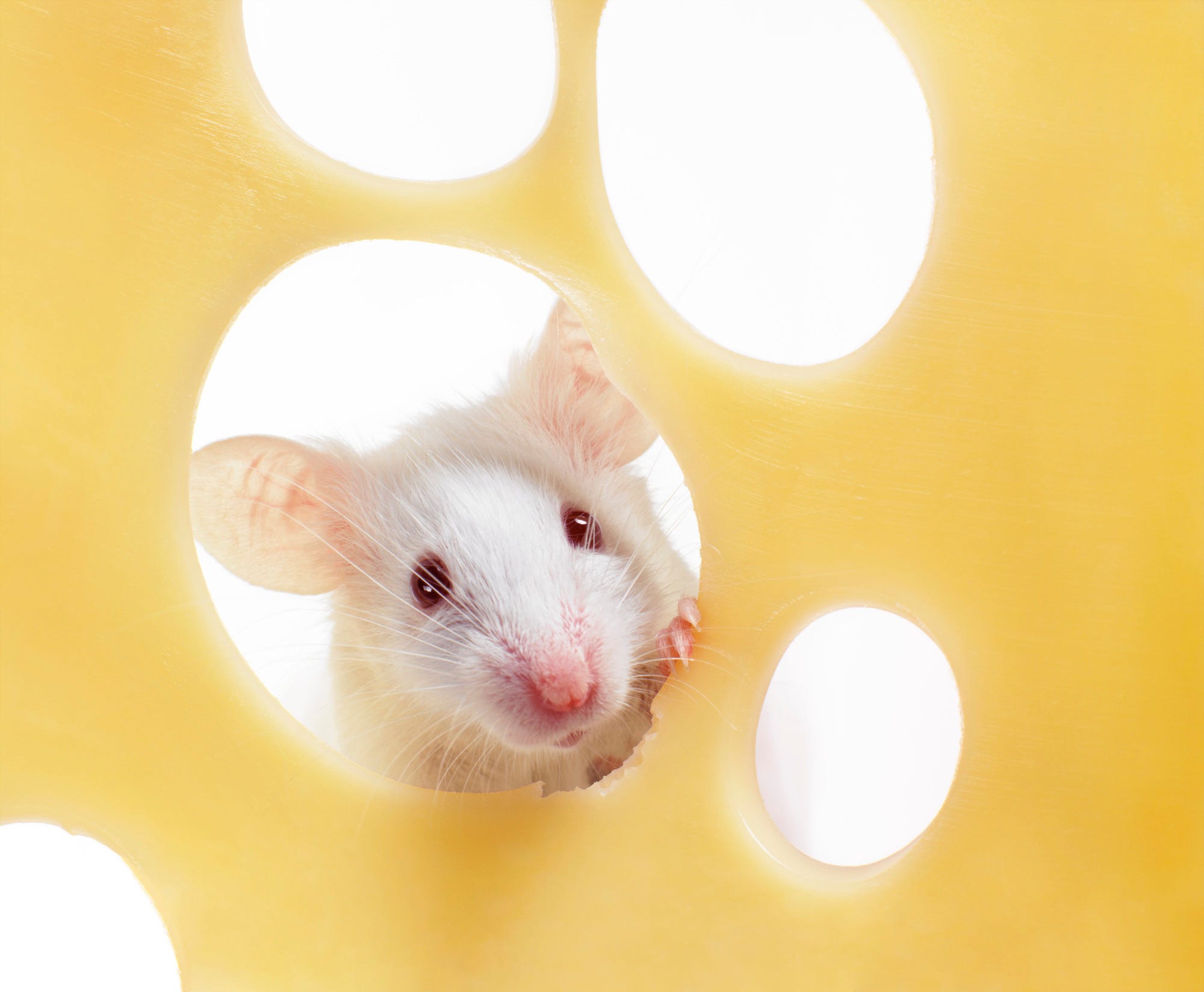 white mouse peeking through a hole in a slice of swiss cheese