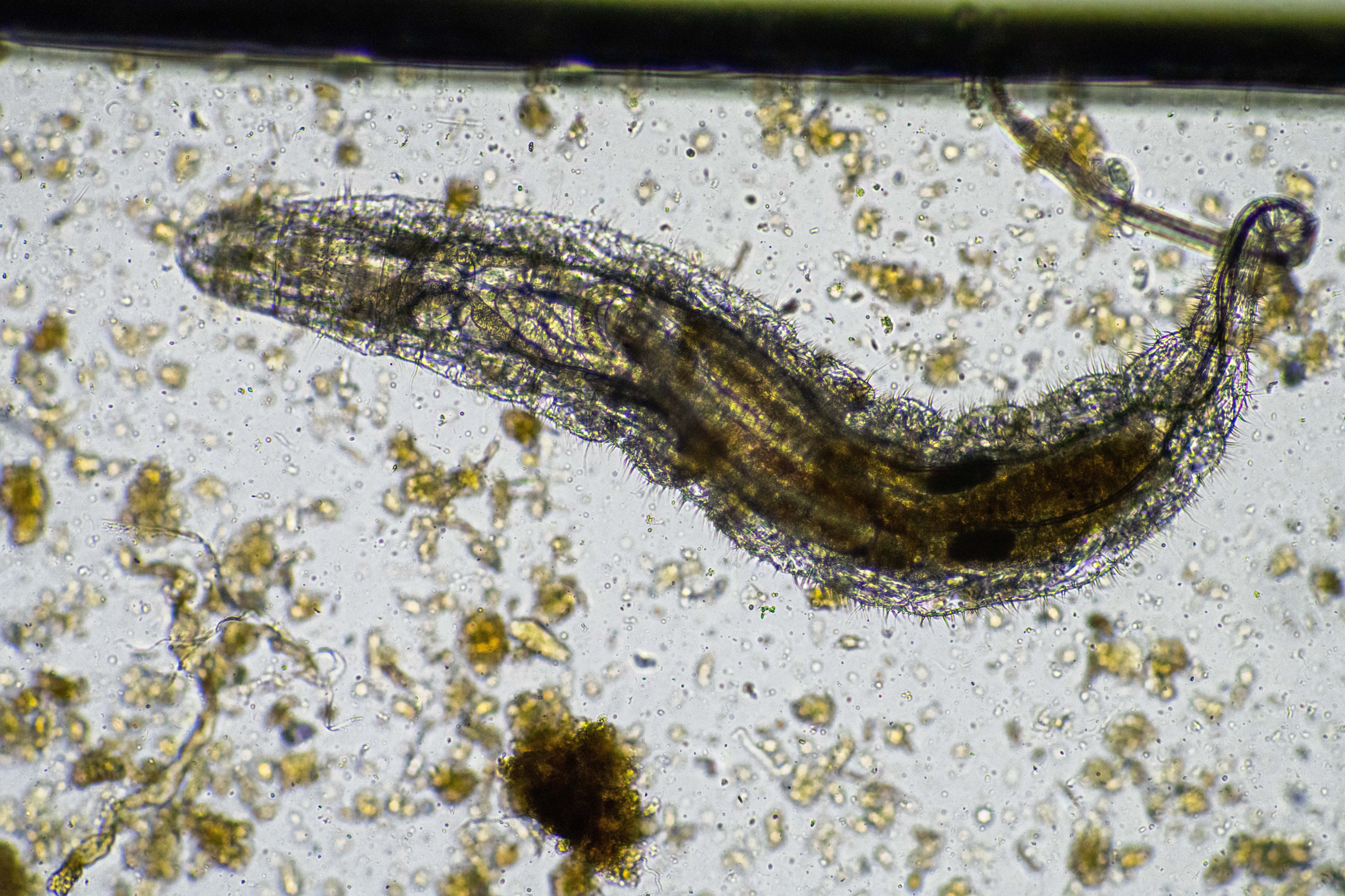 Parasite