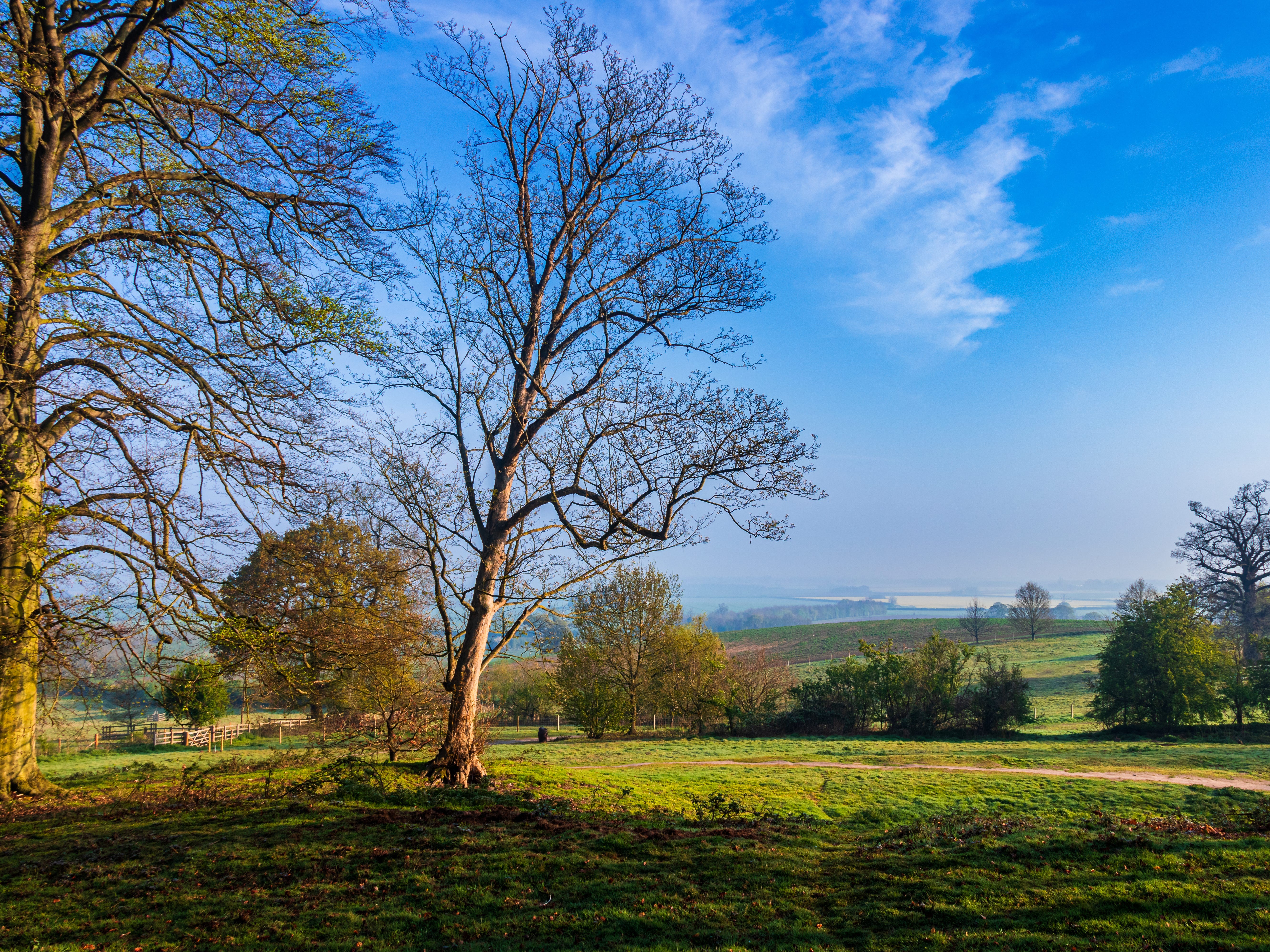 A park with budding trees on a sunny day.