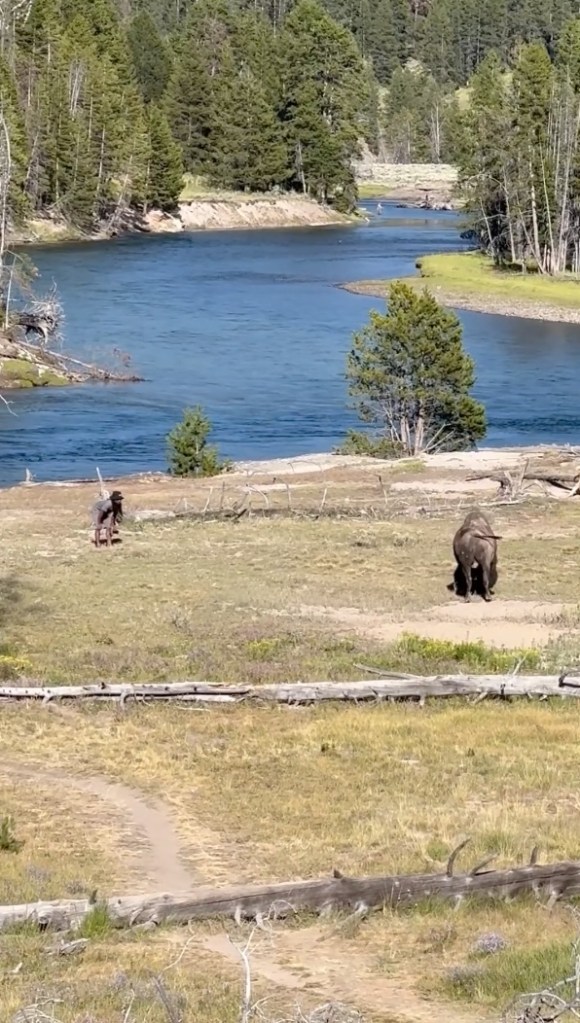 Person taunting bison near river in Yellowstone National Park.