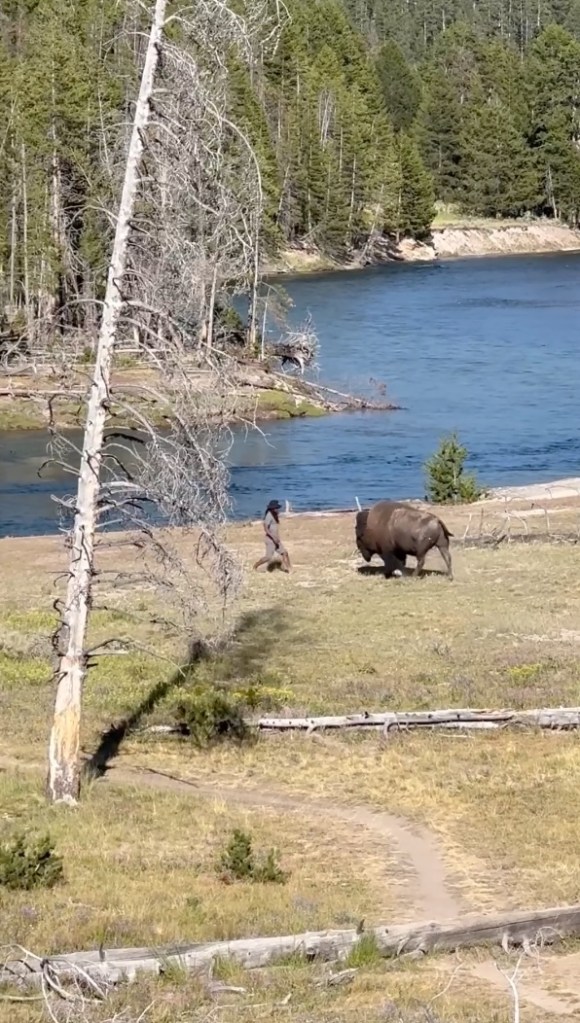 Person taunting bison near Yellowstone river.