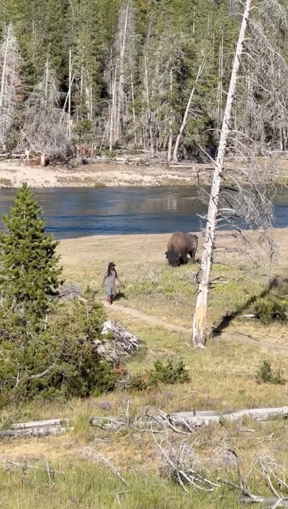 Person walking near bison in Yellowstone National Park.