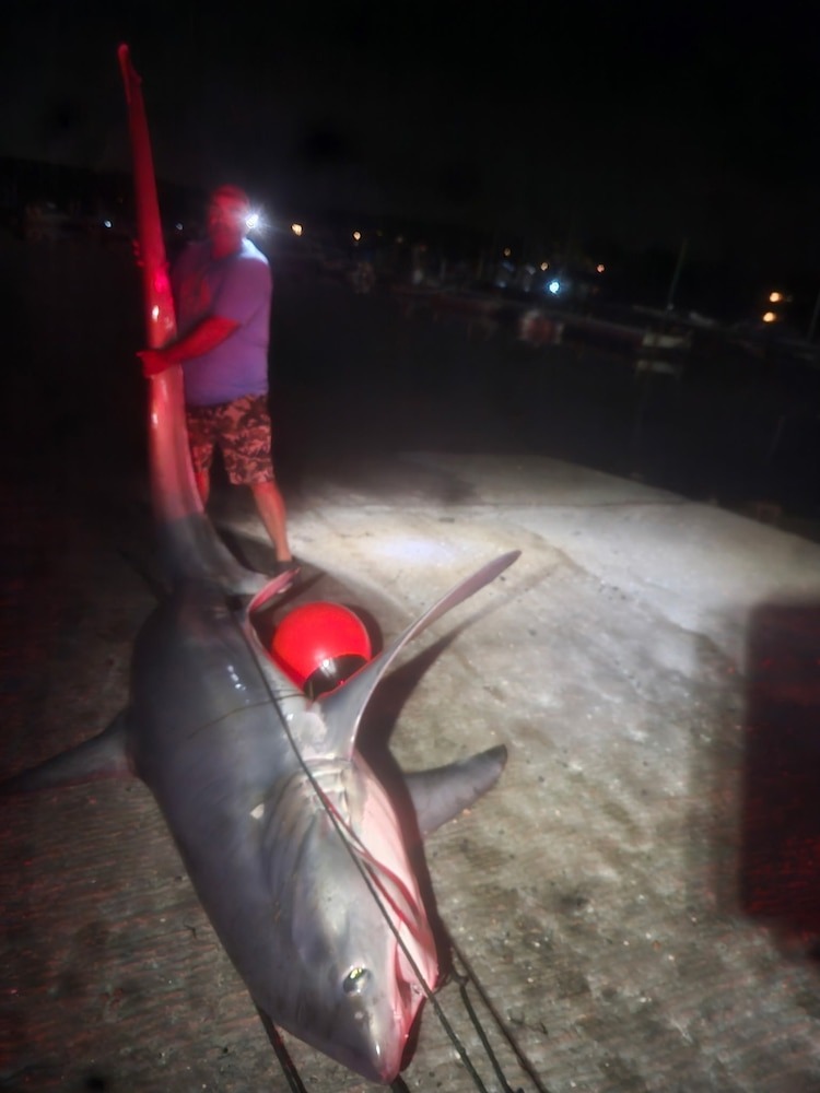 A 700-pound shark caught off the Connecticut coast.