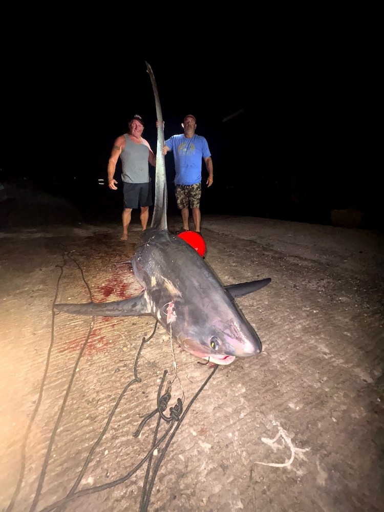 Two men posing with a large thresher shark they caught.