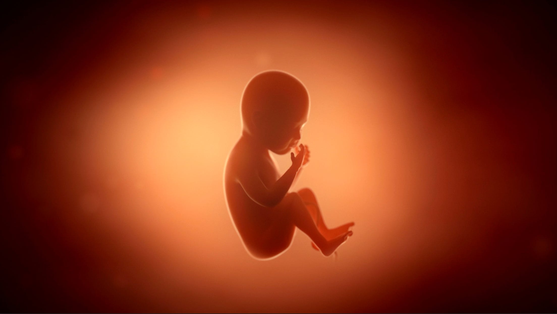 illustration of a human baby fetus