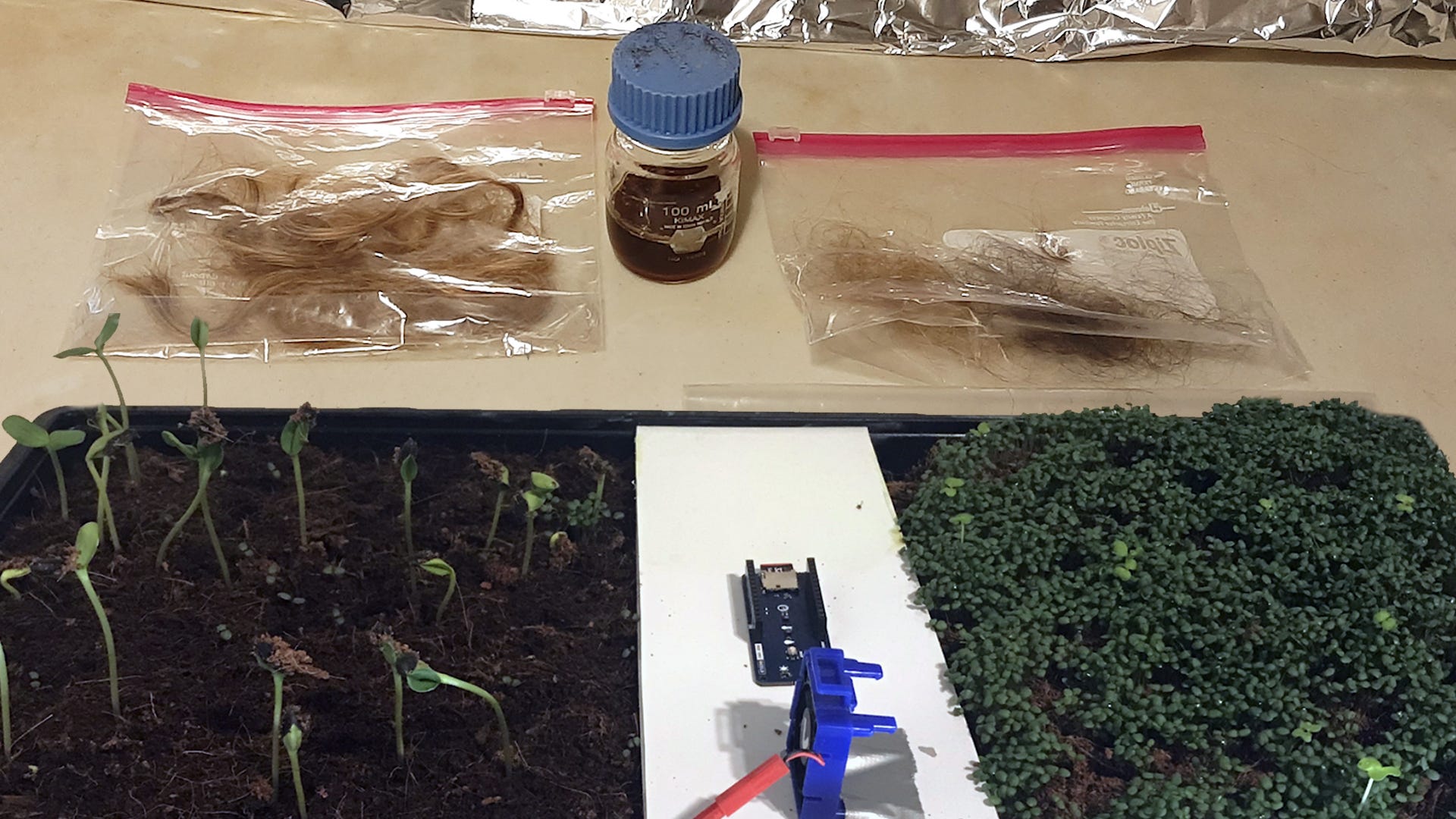 plastic bags with human hair next two growing plants