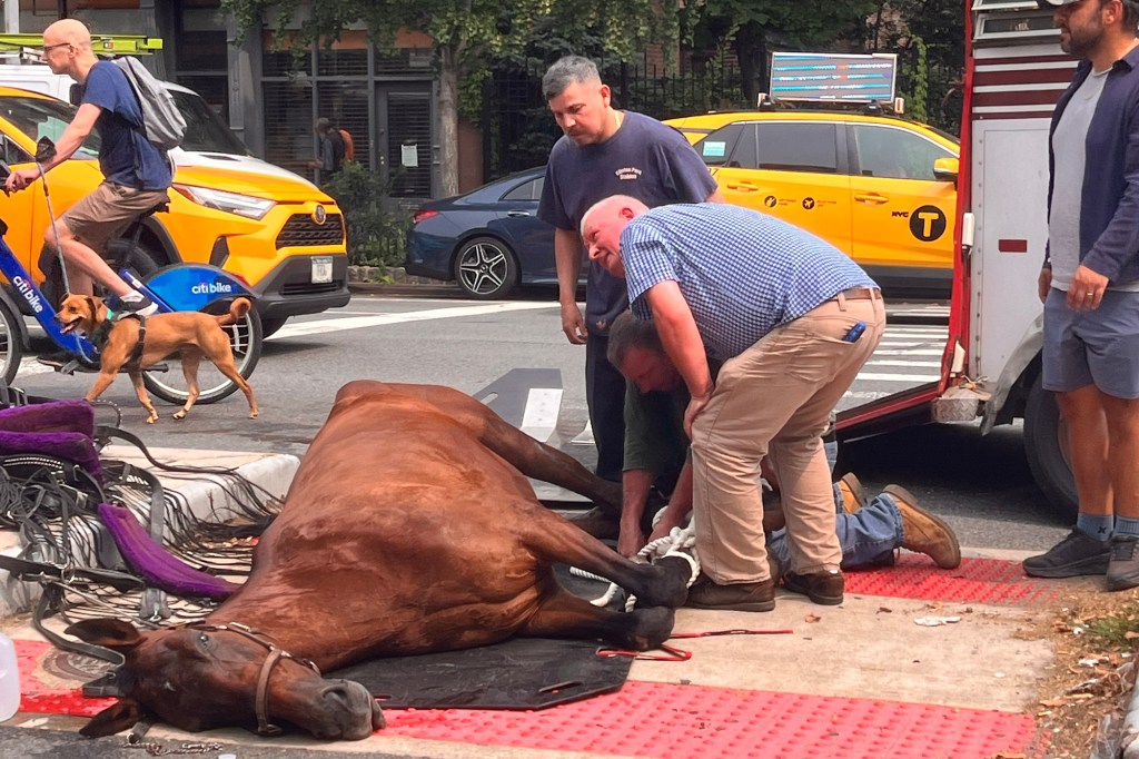 Horse lying on the street being helped by several people.