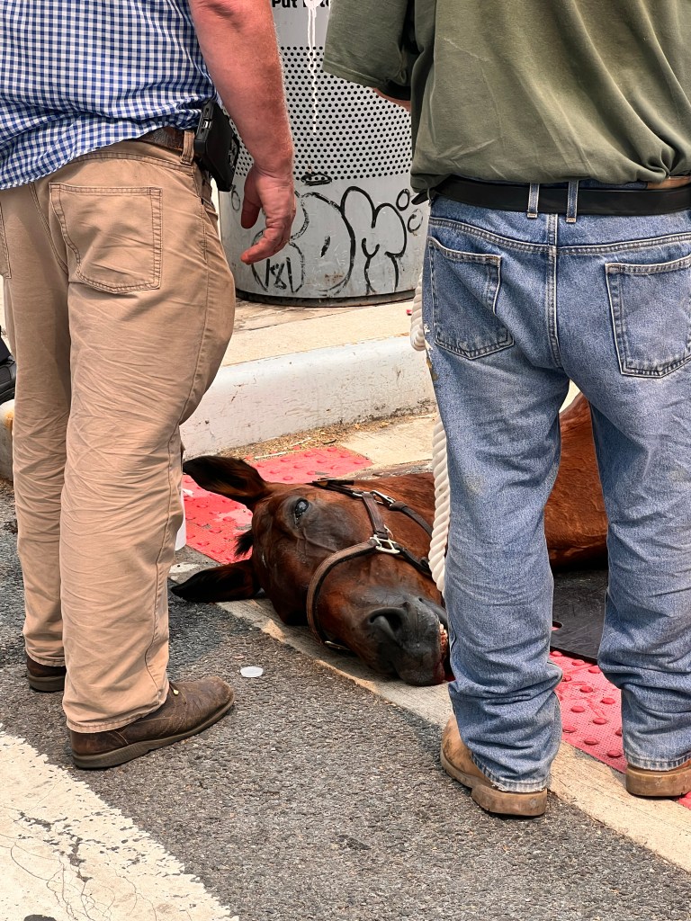 A brown carriage horse lying on the street, attended to by two people.