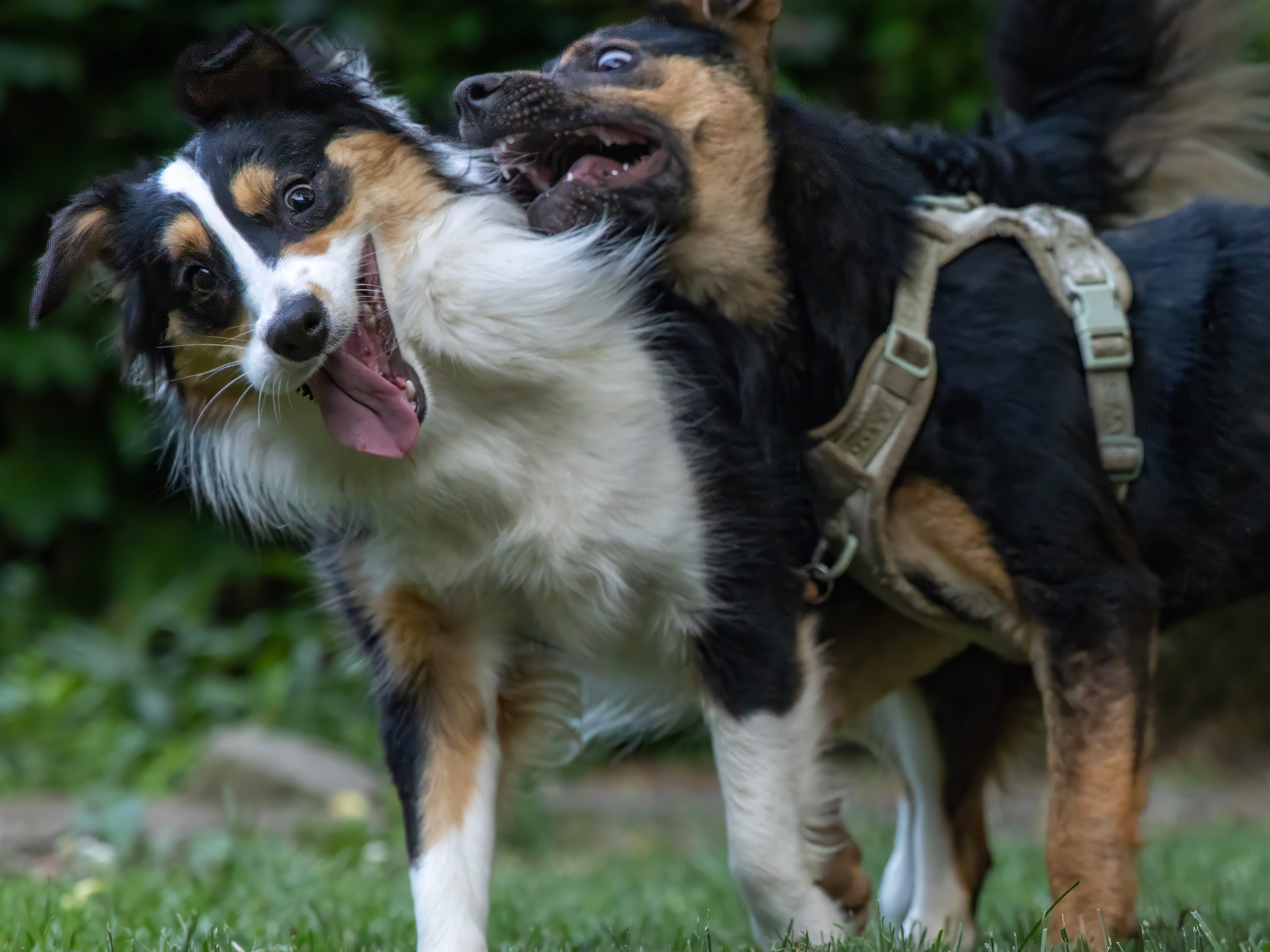 Two dogs play in a yard.