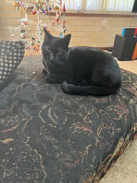 Pepper, 7-year old black cat, lounging on a couch.