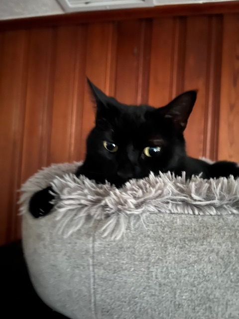 Pepper, 7-year old black cat, peeking out of a gray cat bed.