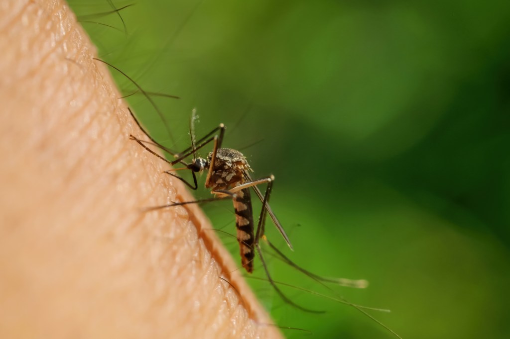 Close-up of a mosquito biting human skin.