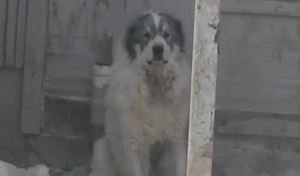 Dog involved in a girl's mauling.