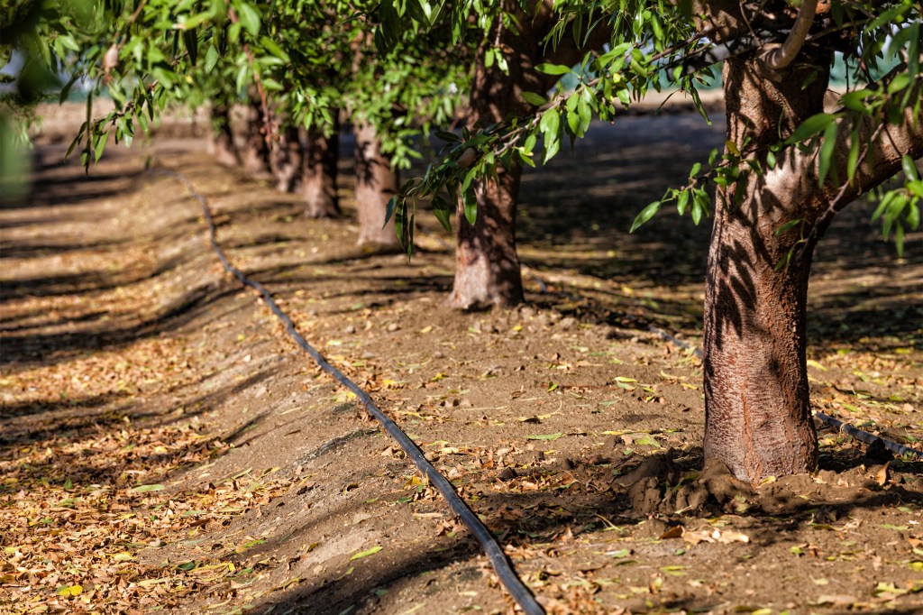 Almond trees in an orchard.