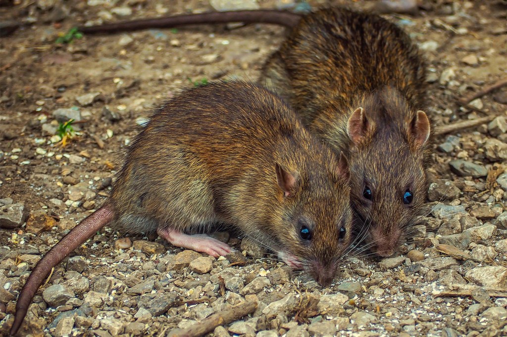 Two rats on the ground.