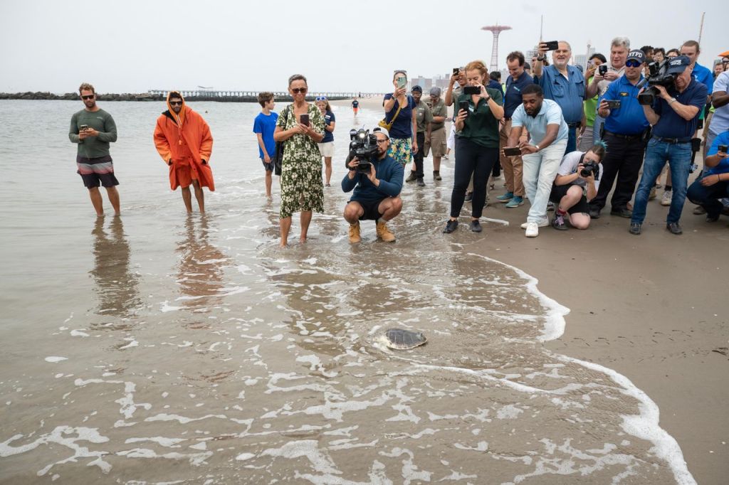 Sea turtle release on a beach with onlookers.