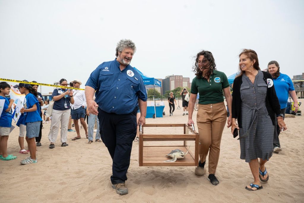 Three people carry a sea turtle in a wooden crate on a beach.