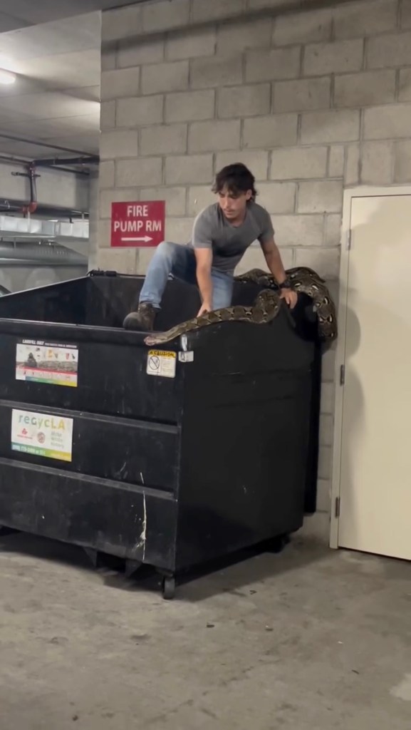 A man rescuing a large python from a dumpster.