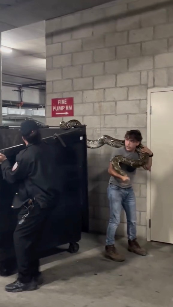 A large python being rescued from a dumpster in Los Angeles.