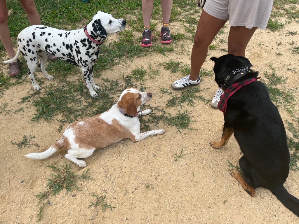 Three dogs outdoors on sandy ground.