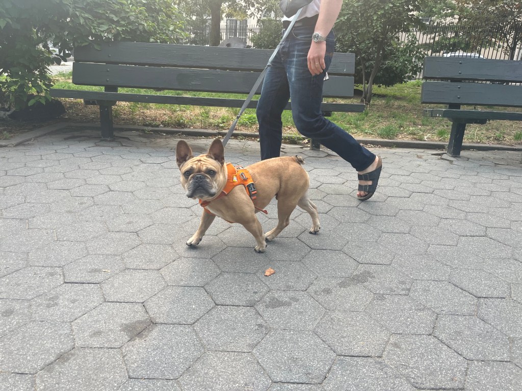 Person walking a French Bulldog on a leash in a park.