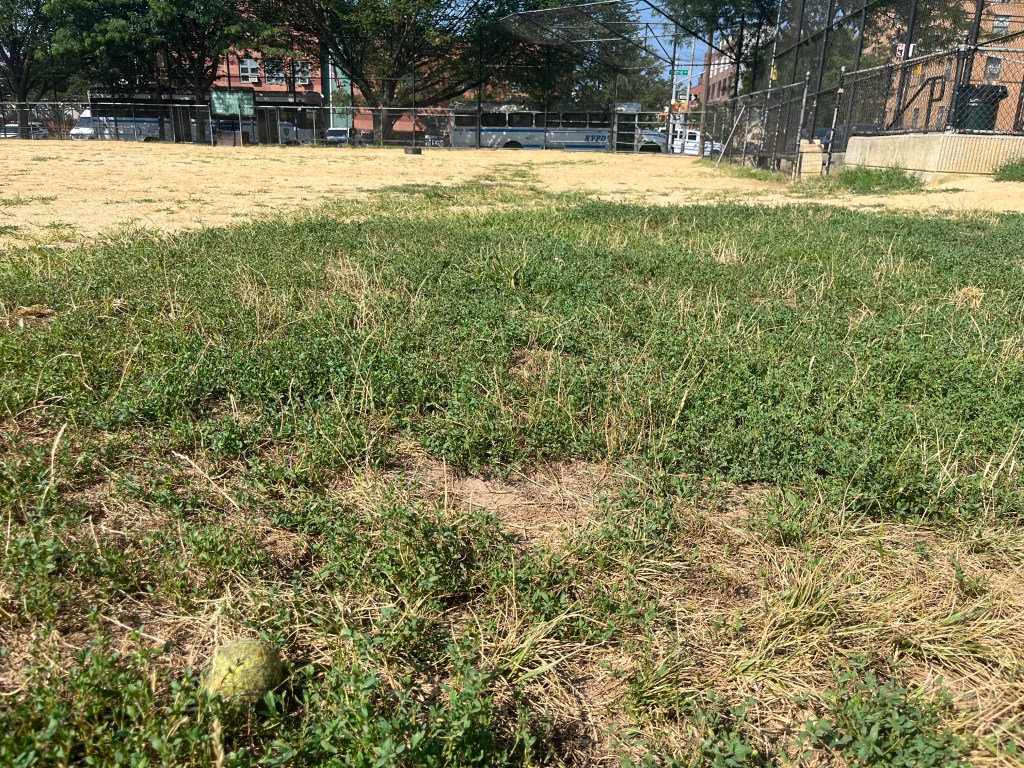 Tennis ball in grassy area near a chain-link fence.